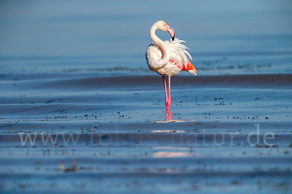 Rosaflamingo (Phoenicopterus roseus)