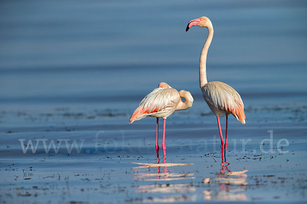 Rosaflamingo (Phoenicopterus roseus)