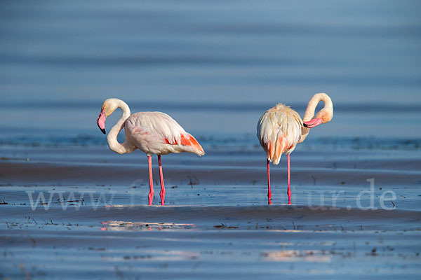 Rosaflamingo (Phoenicopterus roseus)