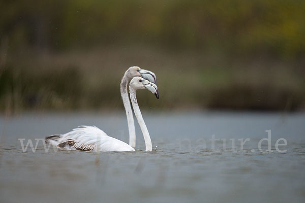 Rosaflamingo (Phoenicopterus roseus)