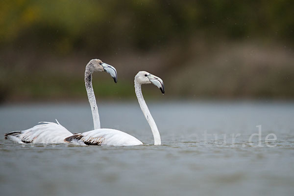 Rosaflamingo (Phoenicopterus roseus)