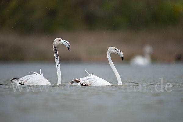 Rosaflamingo (Phoenicopterus roseus)