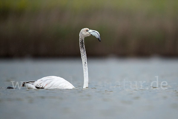 Rosaflamingo (Phoenicopterus roseus)