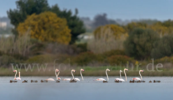 Rosaflamingo (Phoenicopterus roseus)