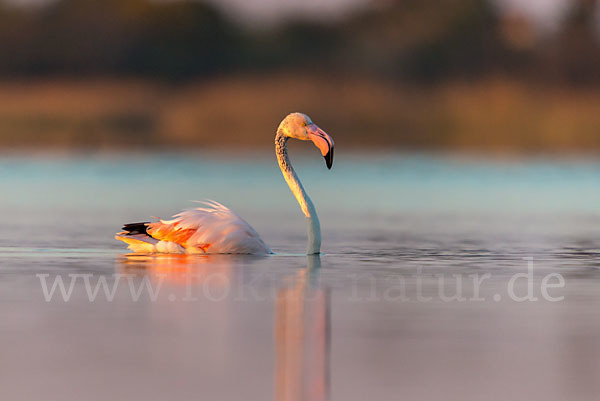 Rosaflamingo (Phoenicopterus roseus)