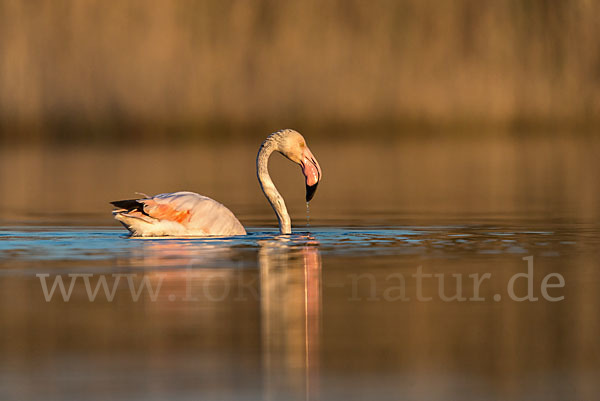 Rosaflamingo (Phoenicopterus roseus)