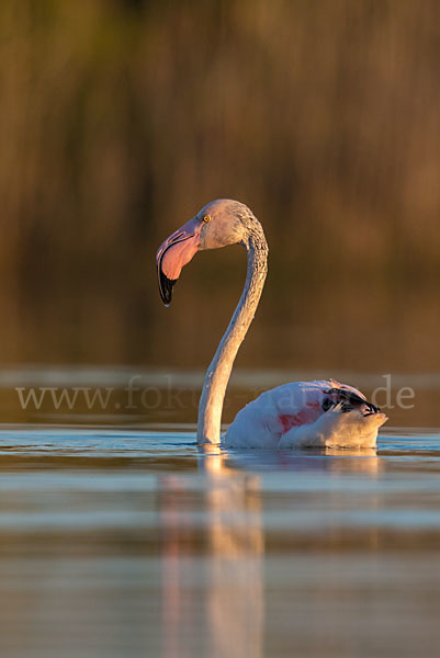 Rosaflamingo (Phoenicopterus roseus)