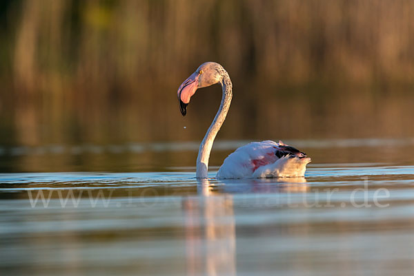 Rosaflamingo (Phoenicopterus roseus)