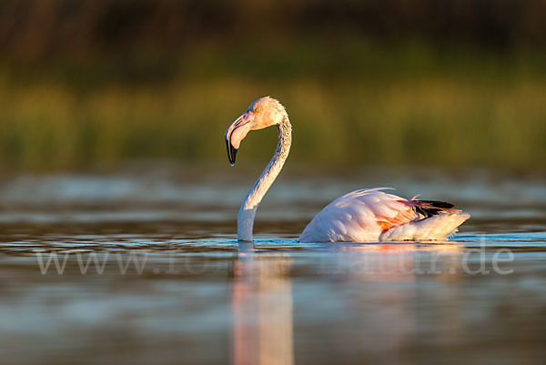 Rosaflamingo (Phoenicopterus roseus)