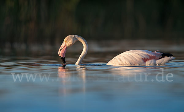 Rosaflamingo (Phoenicopterus roseus)