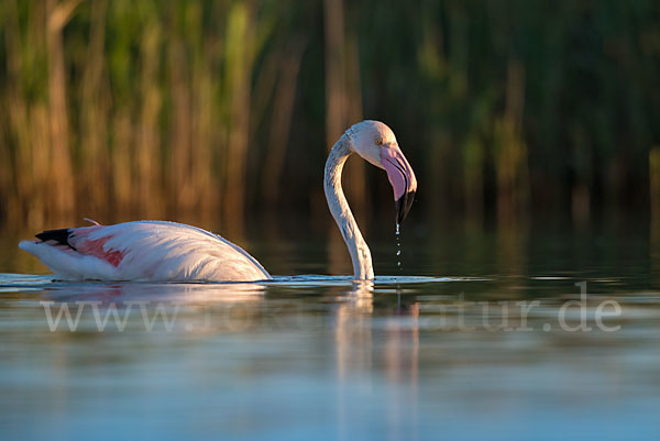 Rosaflamingo (Phoenicopterus roseus)