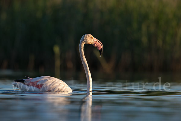 Rosaflamingo (Phoenicopterus roseus)