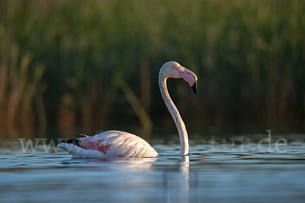 Rosaflamingo (Phoenicopterus roseus)