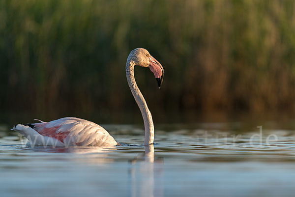 Rosaflamingo (Phoenicopterus roseus)