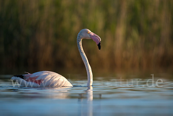 Rosaflamingo (Phoenicopterus roseus)