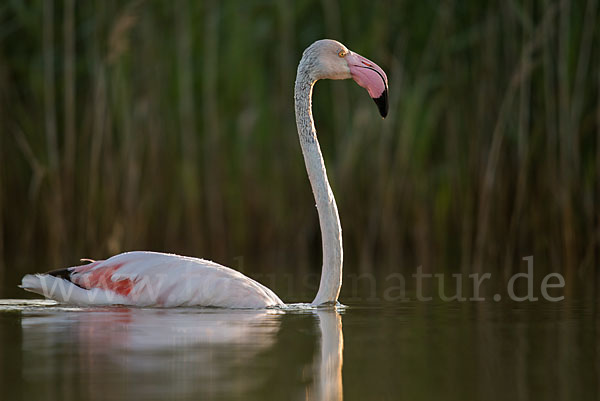 Rosaflamingo (Phoenicopterus roseus)