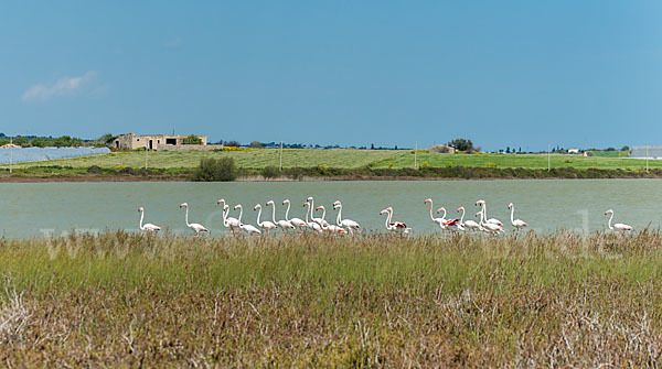 Rosaflamingo (Phoenicopterus roseus)