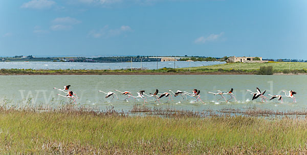 Rosaflamingo (Phoenicopterus roseus)