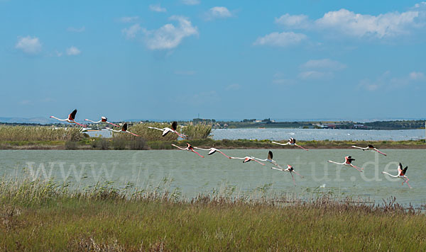 Rosaflamingo (Phoenicopterus roseus)