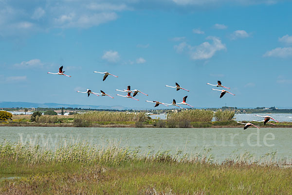 Rosaflamingo (Phoenicopterus roseus)