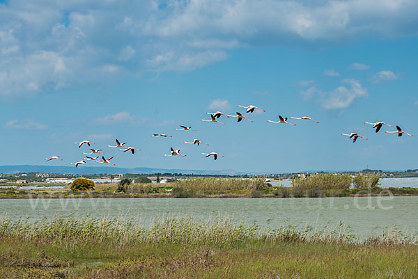 Rosaflamingo (Phoenicopterus roseus)