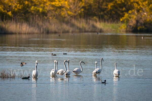 Rosaflamingo (Phoenicopterus roseus)