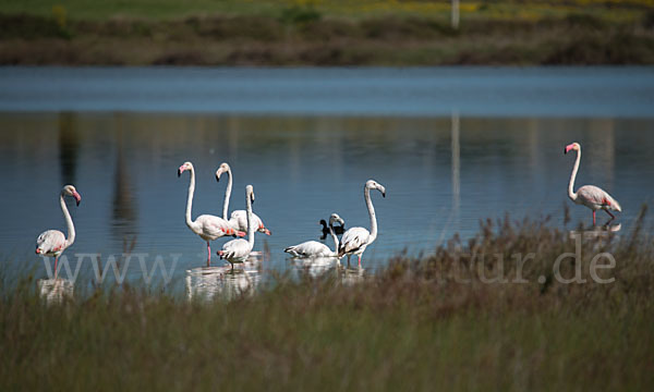 Rosaflamingo (Phoenicopterus roseus)