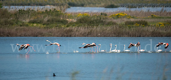 Rosaflamingo (Phoenicopterus roseus)