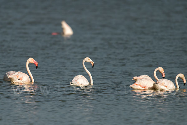 Rosaflamingo (Phoenicopterus roseus)