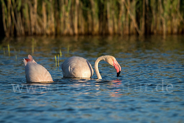 Rosaflamingo (Phoenicopterus roseus)