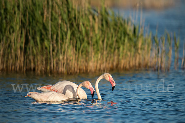 Rosaflamingo (Phoenicopterus roseus)