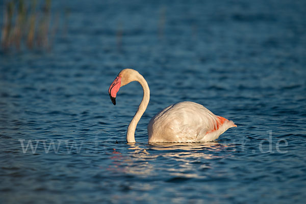 Rosaflamingo (Phoenicopterus roseus)