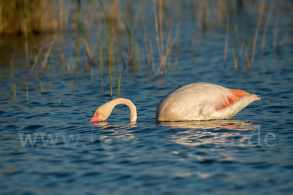 Rosaflamingo (Phoenicopterus roseus)