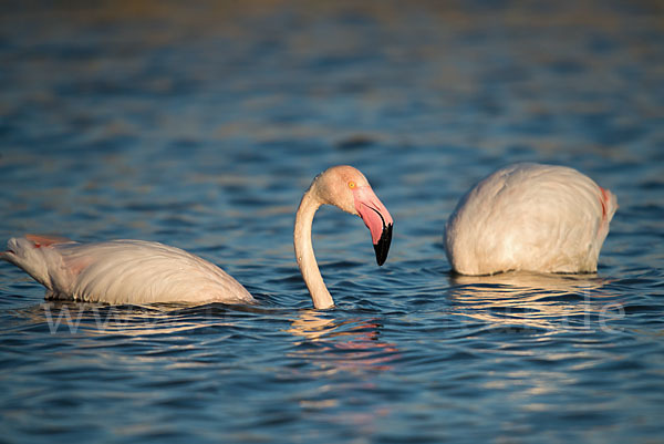 Rosaflamingo (Phoenicopterus roseus)