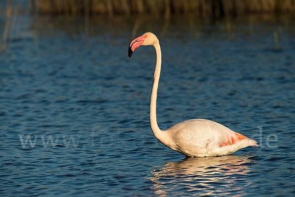 Rosaflamingo (Phoenicopterus roseus)