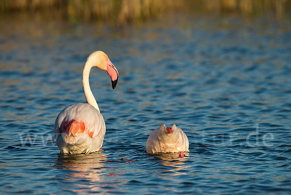 Rosaflamingo (Phoenicopterus roseus)