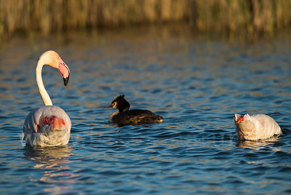 Rosaflamingo (Phoenicopterus roseus)