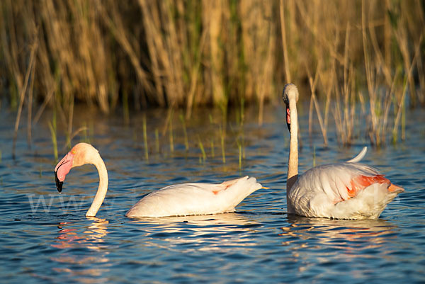 Rosaflamingo (Phoenicopterus roseus)