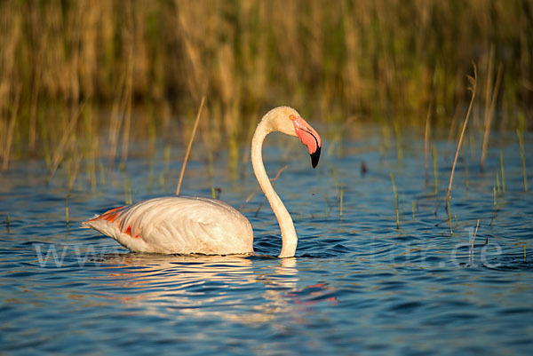 Rosaflamingo (Phoenicopterus roseus)