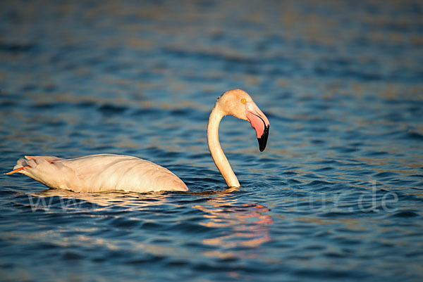 Rosaflamingo (Phoenicopterus roseus)