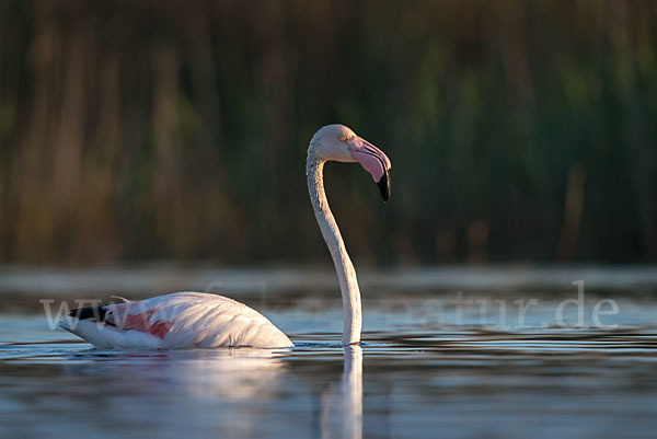 Rosaflamingo (Phoenicopterus roseus)