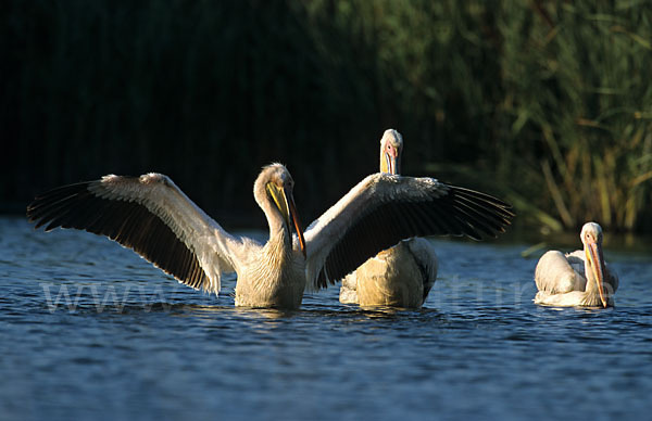 Rosapelikan (Pelecanus onocrotalus)