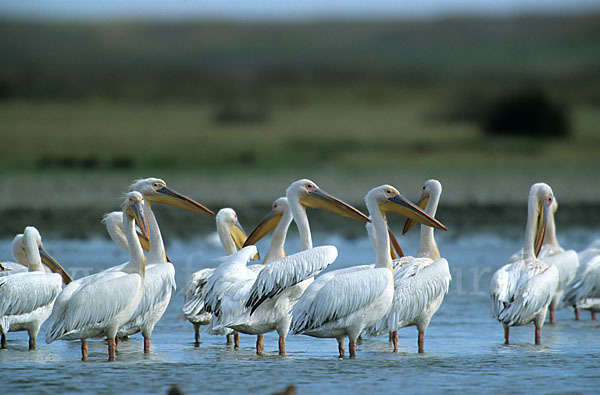 Rosapelikan (Pelecanus onocrotalus)