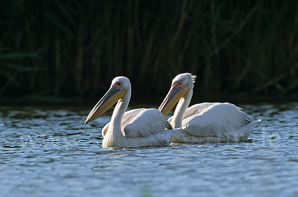 Rosapelikan (Pelecanus onocrotalus)