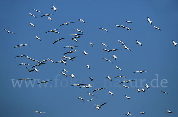 Rosapelikan (Pelecanus onocrotalus)