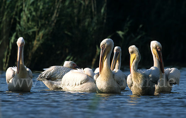 Rosapelikan (Pelecanus onocrotalus)