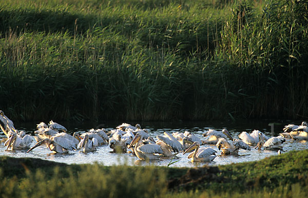 Rosapelikan (Pelecanus onocrotalus)