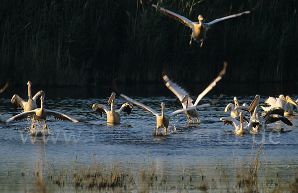 Rosapelikan (Pelecanus onocrotalus)