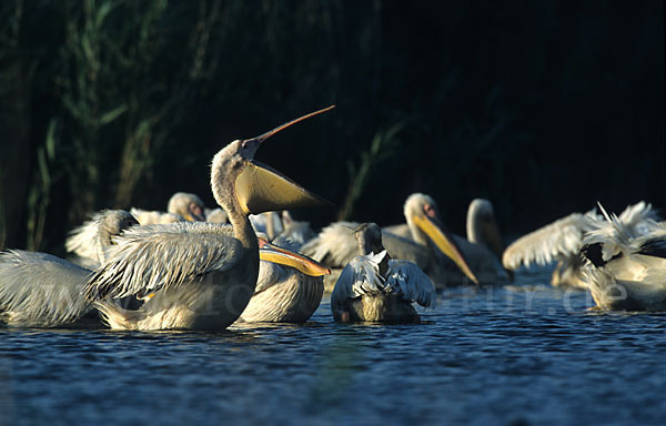 Rosapelikan (Pelecanus onocrotalus)