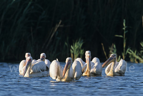 Rosapelikan (Pelecanus onocrotalus)